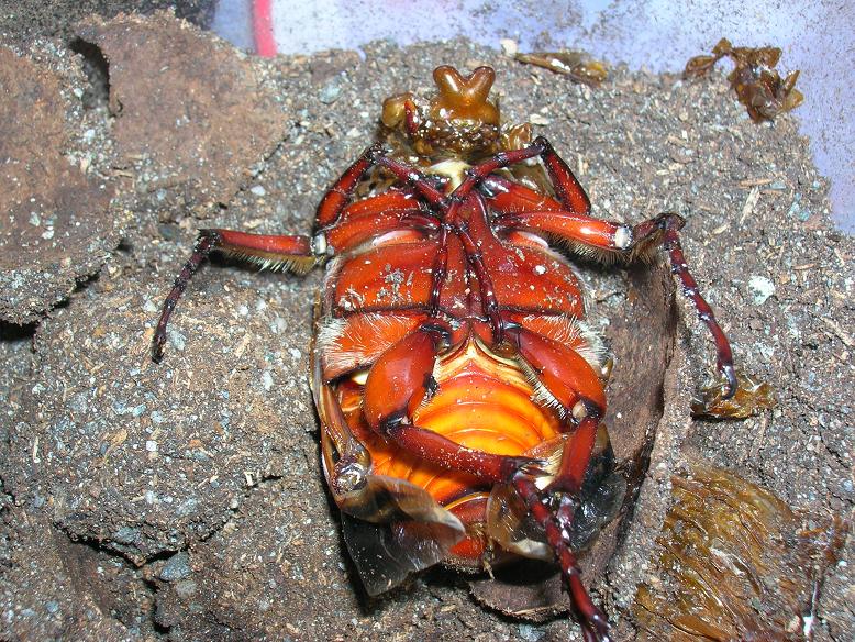 «ö¦¹¦b·sµøµ¡ÂsÄý¹Ï¤ù