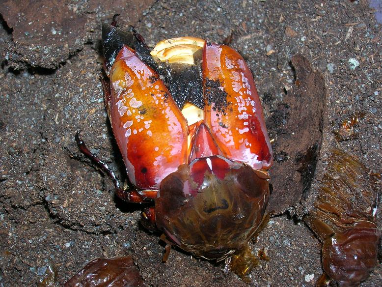 «ö¦¹¦b·sµøµ¡ÂsÄý¹Ï¤ù