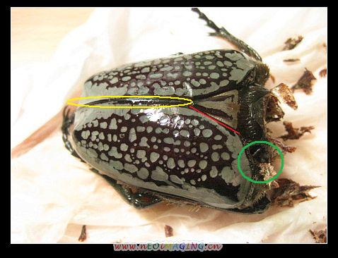 «ö¦¹¦b·sµøµ¡ÂsÄý¹Ï¤ù