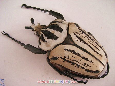 «ö¦¹¦b·sµøµ¡ÂsÄý¹Ï¤ù