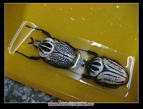 «ö¦¹¦b·sµøµ¡ÂsÄý¹Ï¤ù