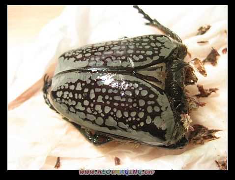 «ö¦¹¦b·sµøµ¡ÂsÄý¹Ï¤ù