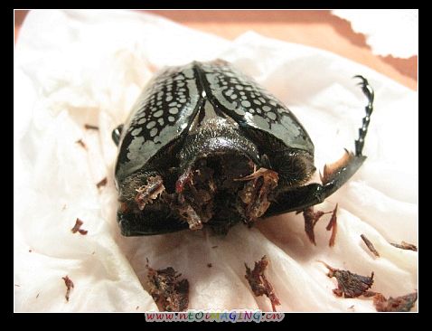 «ö¦¹¦b·sµøµ¡ÂsÄý¹Ï¤ù