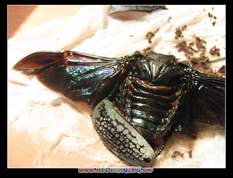 «ö¦¹¦b·sµøµ¡ÂsÄý¹Ï¤ù