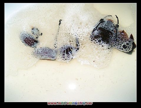 «ö¦¹¦b·sµøµ¡ÂsÄý¹Ï¤ù