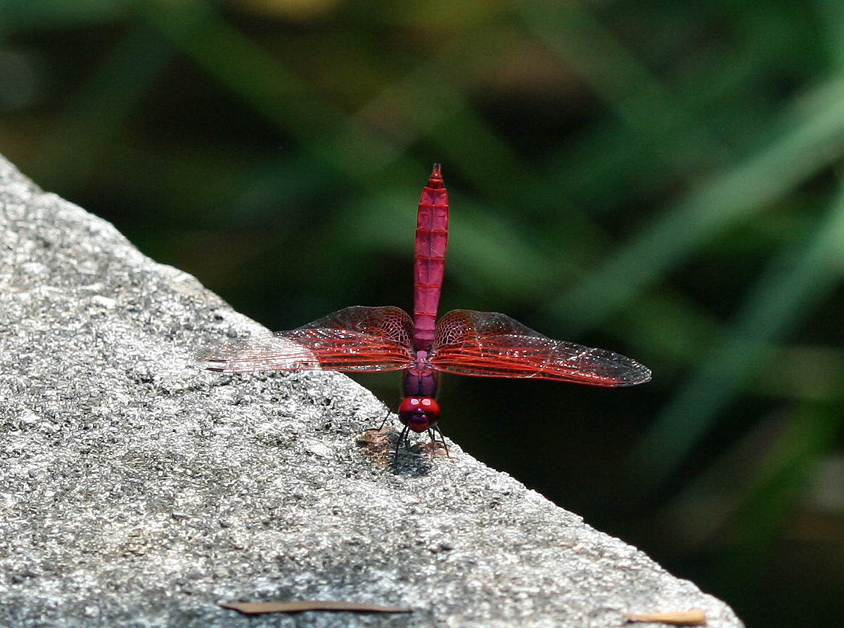 按此在新視窗瀏覽圖片