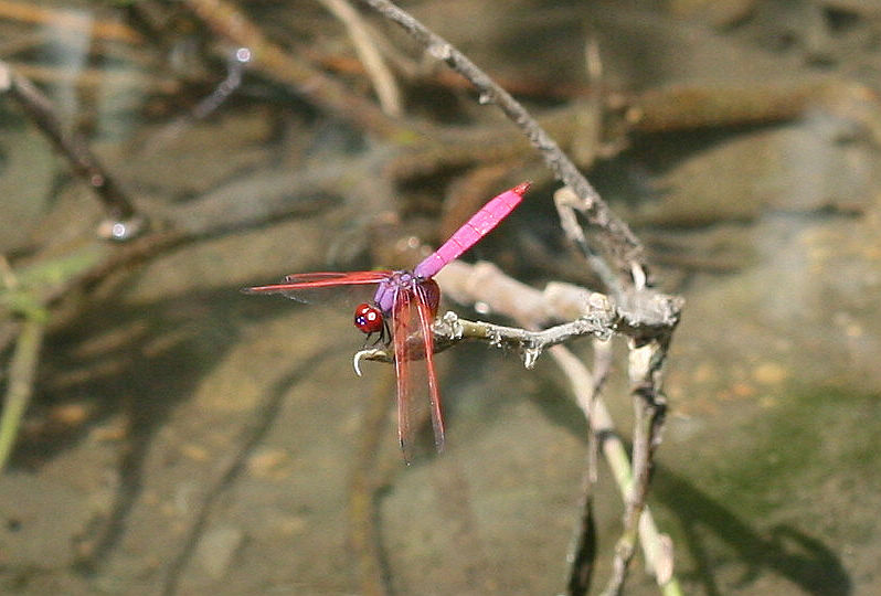按此在新視窗瀏覽圖片