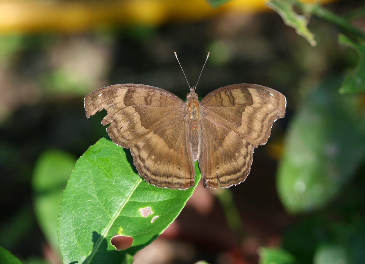 按此在新視窗瀏覽圖片