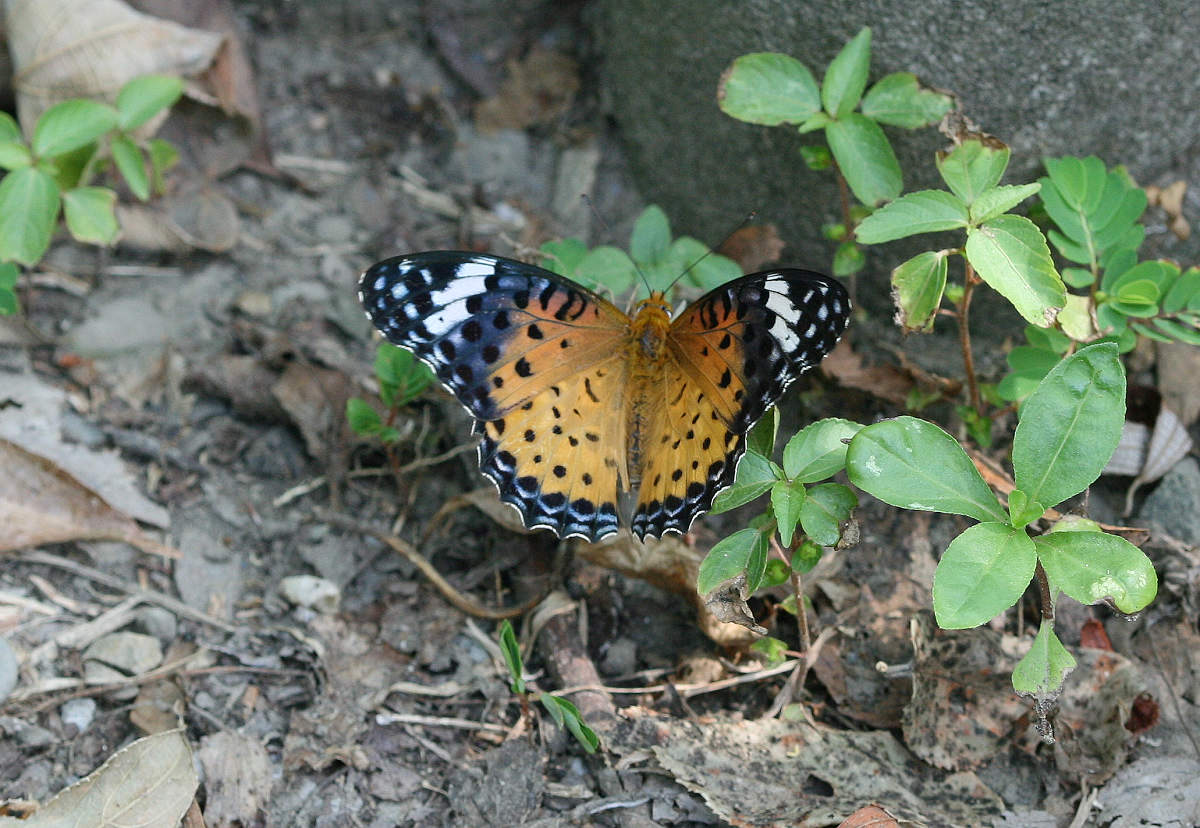 按此在新視窗瀏覽圖片