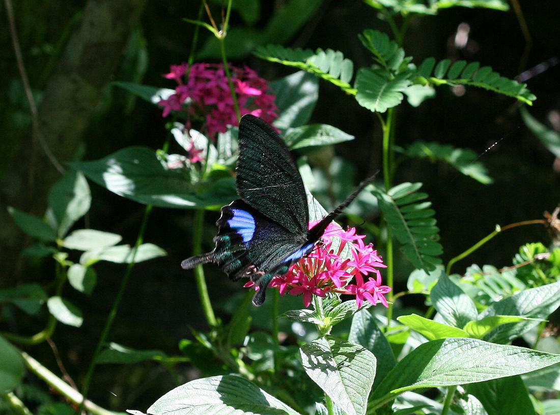 按此在新視窗瀏覽圖片