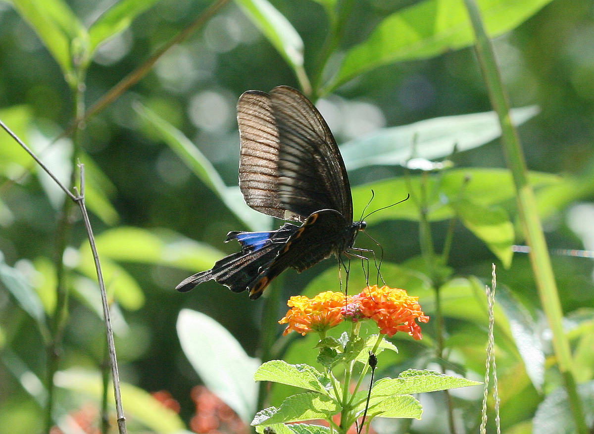 按此在新視窗瀏覽圖片