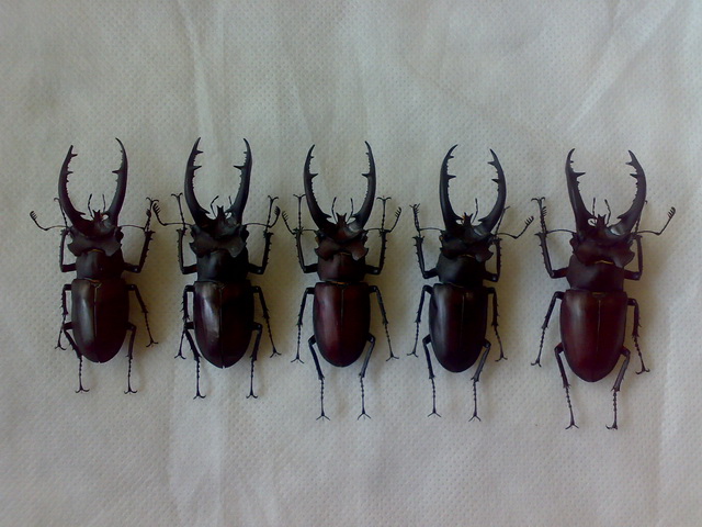 按此在新視窗瀏覽圖片