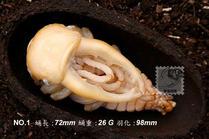 «ö¦¹¦b·sµøµ¡ÂsÄý¹Ï¤ù