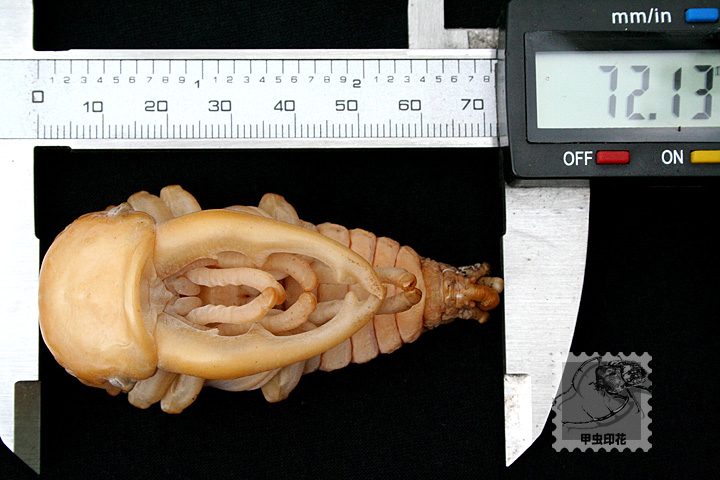 «ö¦¹¦b·sµøµ¡ÂsÄý¹Ï¤ù