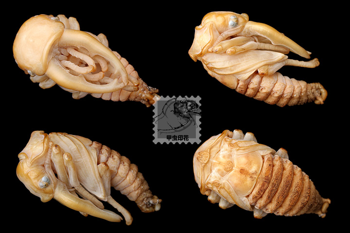 «ö¦¹¦b·sµøµ¡ÂsÄý¹Ï¤ù