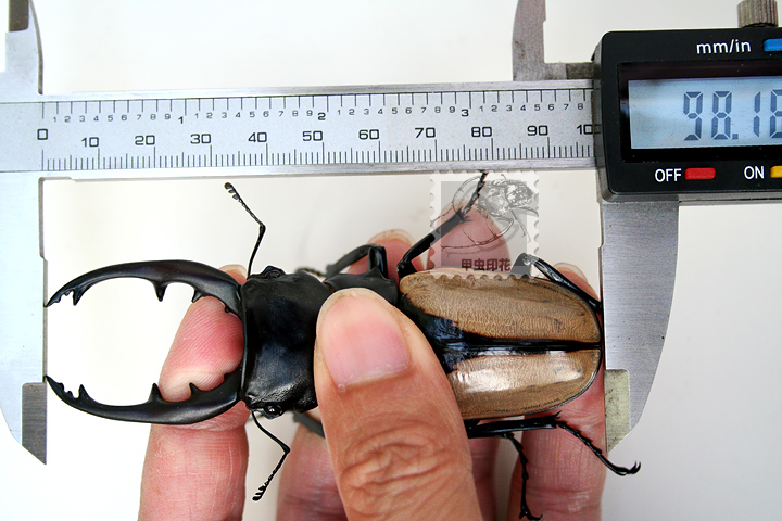 «ö¦¹¦b·sµøµ¡ÂsÄý¹Ï¤ù