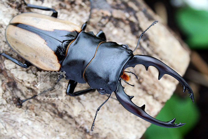 «ö¦¹¦b·sµøµ¡ÂsÄý¹Ï¤ù