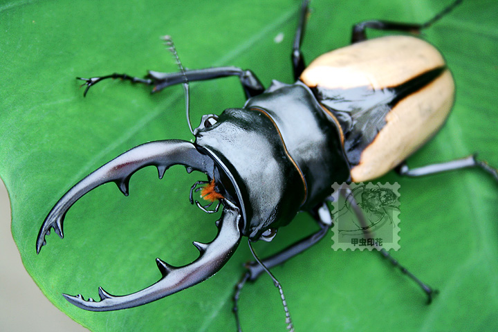 «ö¦¹¦b·sµøµ¡ÂsÄý¹Ï¤ù