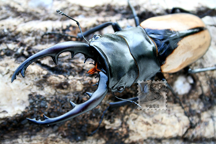 «ö¦¹¦b·sµøµ¡ÂsÄý¹Ï¤ù