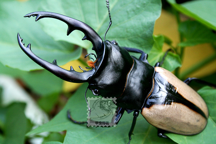 «ö¦¹¦b·sµøµ¡ÂsÄý¹Ï¤ù