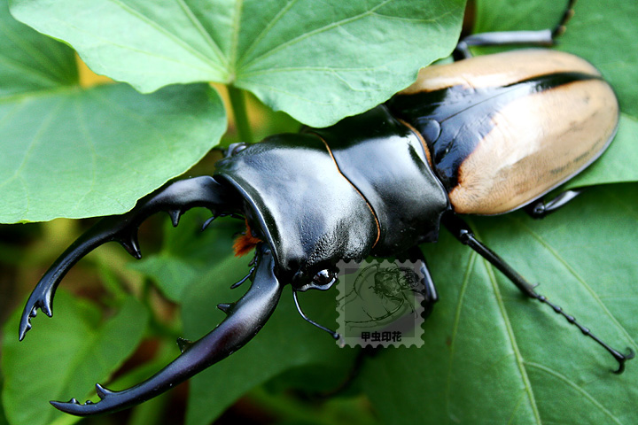 «ö¦¹¦b·sµøµ¡ÂsÄý¹Ï¤ù