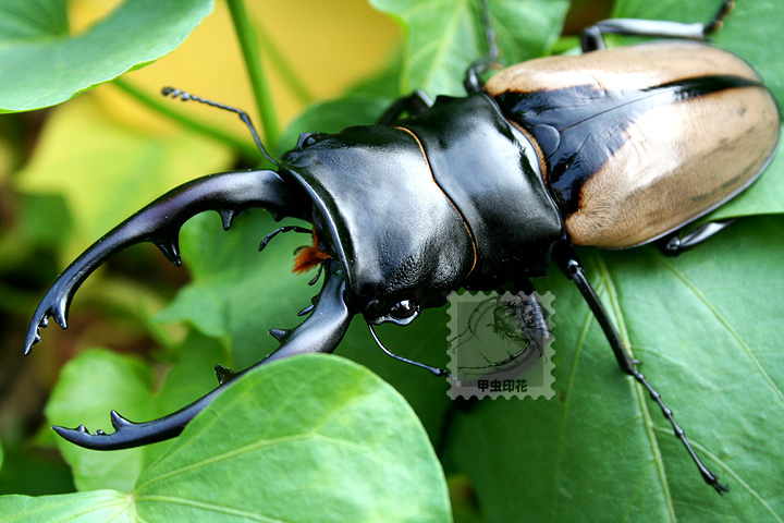 «ö¦¹¦b·sµøµ¡ÂsÄý¹Ï¤ù