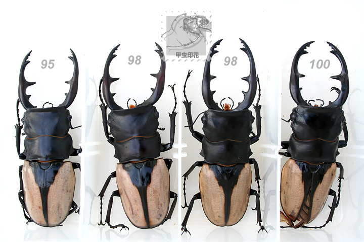 «ö¦¹¦b·sµøµ¡ÂsÄý¹Ï¤ù