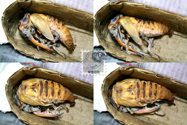 «ö¦¹¦b·sµøµ¡ÂsÄý¹Ï¤ù