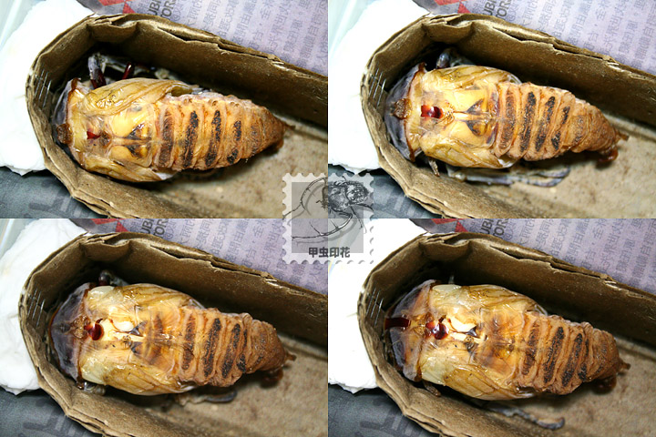 «ö¦¹¦b·sµøµ¡ÂsÄý¹Ï¤ù