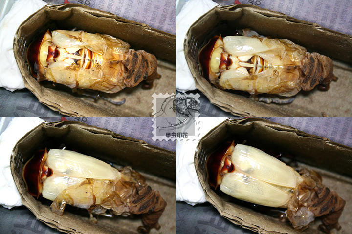 «ö¦¹¦b·sµøµ¡ÂsÄý¹Ï¤ù