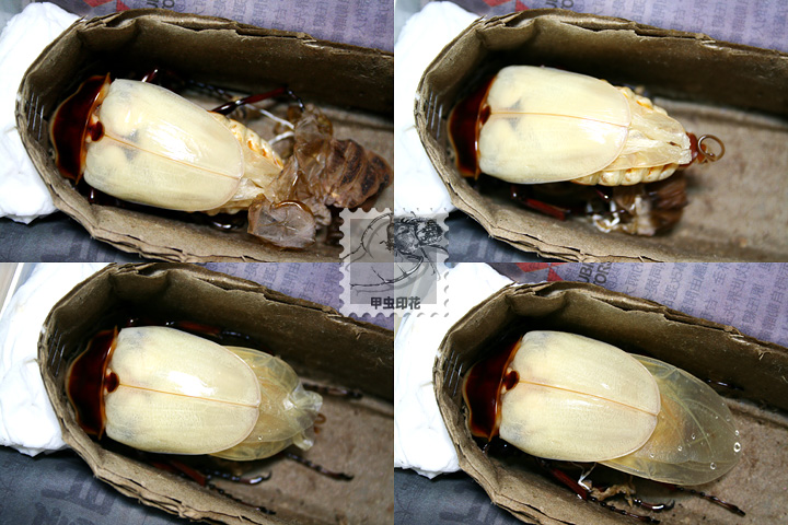 «ö¦¹¦b·sµøµ¡ÂsÄý¹Ï¤ù