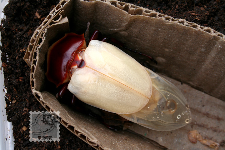 «ö¦¹¦b·sµøµ¡ÂsÄý¹Ï¤ù