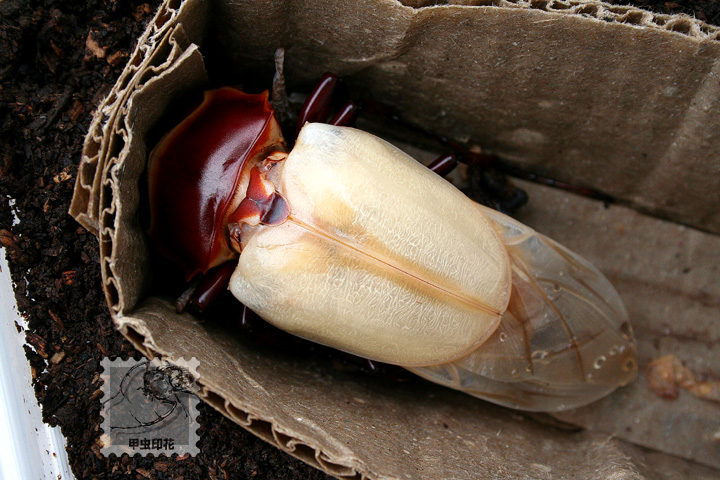 «ö¦¹¦b·sµøµ¡ÂsÄý¹Ï¤ù