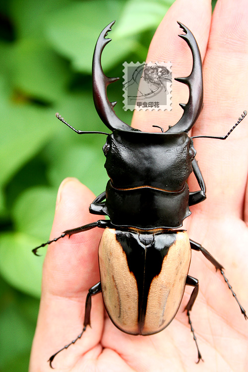 «ö¦¹¦b·sµøµ¡ÂsÄý¹Ï¤ù