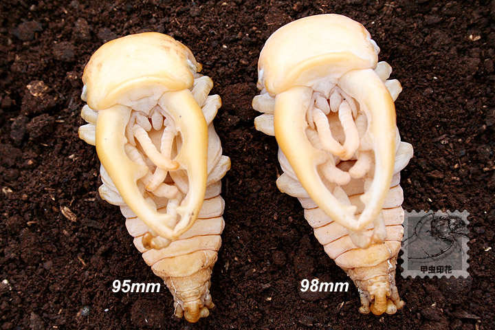 «ö¦¹¦b·sµøµ¡ÂsÄý¹Ï¤ù