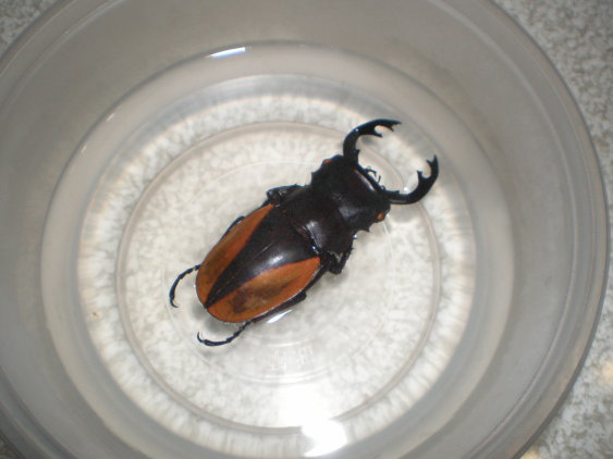 «ö¦¹¦b·sµøµ¡ÂsÄý¹Ï¤ù