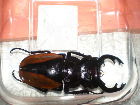 «ö¦¹¦b·sµøµ¡ÂsÄý¹Ï¤ù