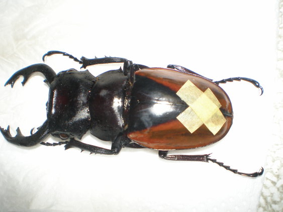 «ö¦¹¦b·sµøµ¡ÂsÄý¹Ï¤ù