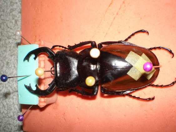 «ö¦¹¦b·sµøµ¡ÂsÄý¹Ï¤ù