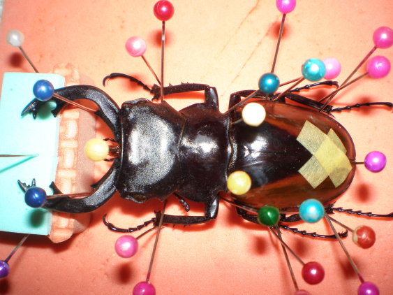 «ö¦¹¦b·sµøµ¡ÂsÄý¹Ï¤ù