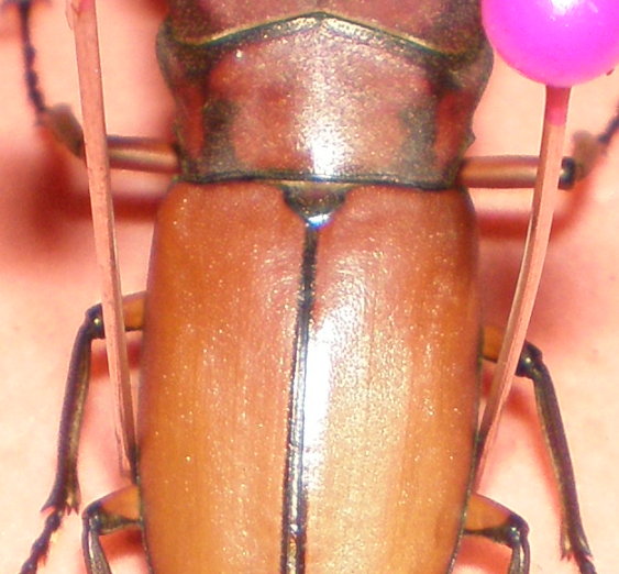 «ö¦¹¦b·sµøµ¡ÂsÄý¹Ï¤ù