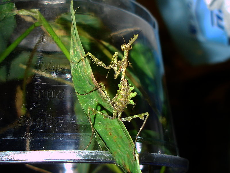 角胸屏頂螳螂 Kishinouyeum cornutus 幼體