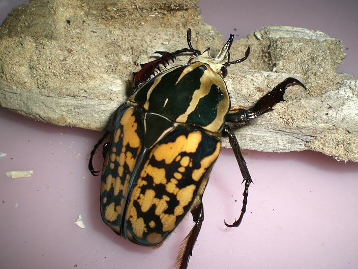 «ö¦¹¦b·sµøµ¡ÂsÄý¹Ï¤ù