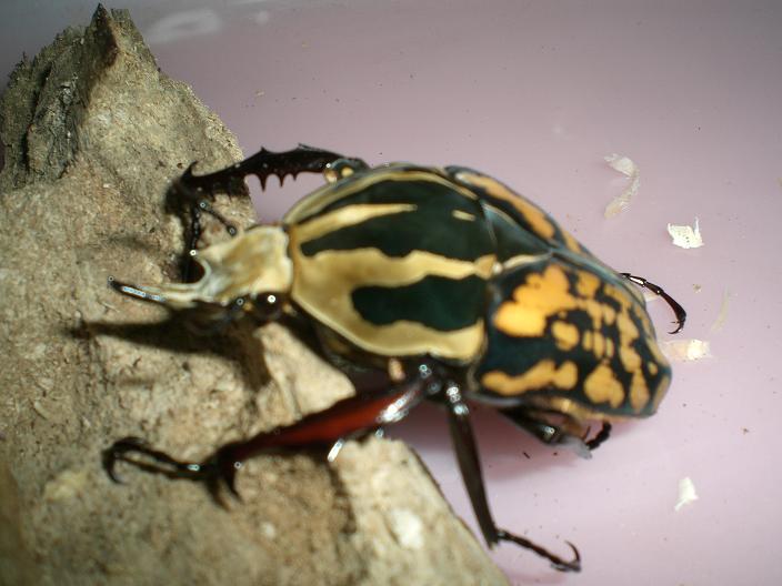 «ö¦¹¦b·sµøµ¡ÂsÄý¹Ï¤ù