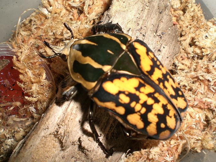 «ö¦¹¦b·sµøµ¡ÂsÄý¹Ï¤ù