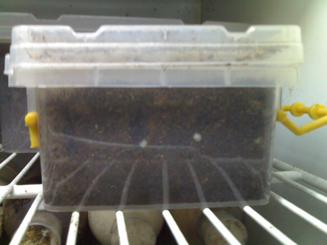 «ö¦¹¦b·sµøµ¡ÂsÄý¹Ï¤ù