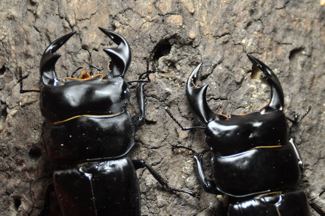 按此在新視窗瀏覽圖片