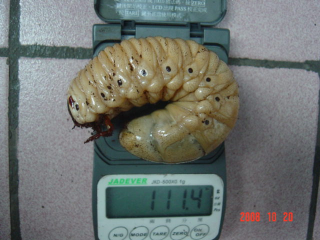 «ö¦¹¦b·sµøµ¡ÂsÄý¹Ï¤ù