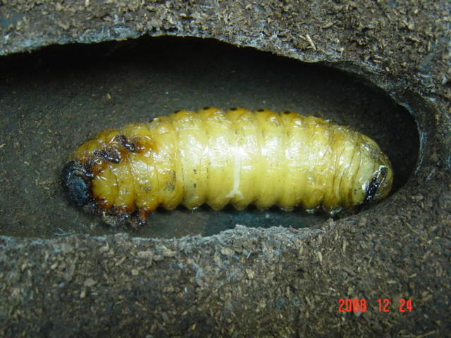 «ö¦¹¦b·sµøµ¡ÂsÄý¹Ï¤ù