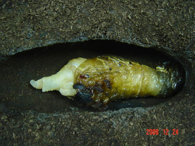 «ö¦¹¦b·sµøµ¡ÂsÄý¹Ï¤ù